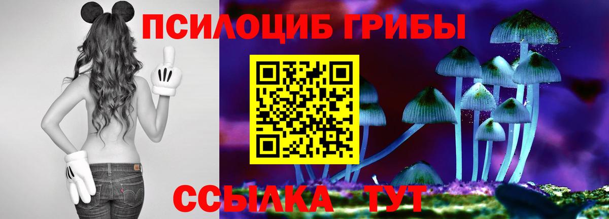 Псилоцибиновые грибы Cubensis  Вход с VPN  Заводоуковск 